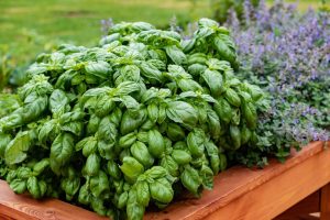 8 Tips To Grow Big Bushy Basil