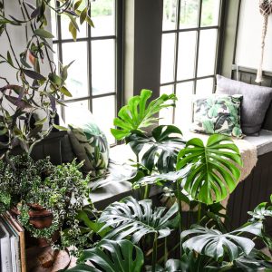 Calling All Plant Parents 6 Resolutions to Make for 2021