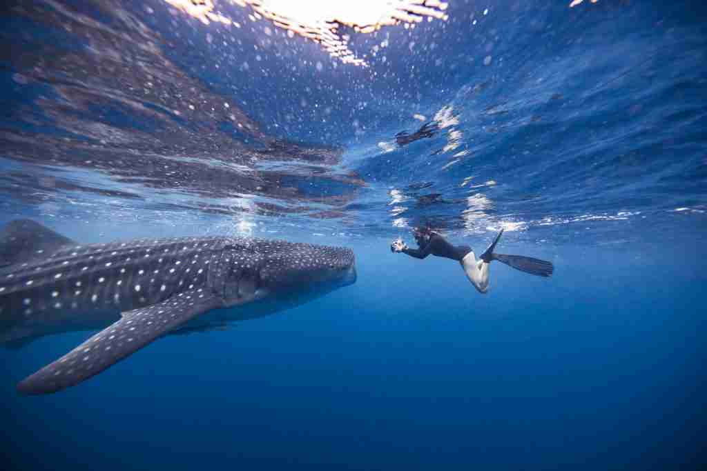 diver swimming with whale shark underwater view 2022 03 07 23 55 47 utc