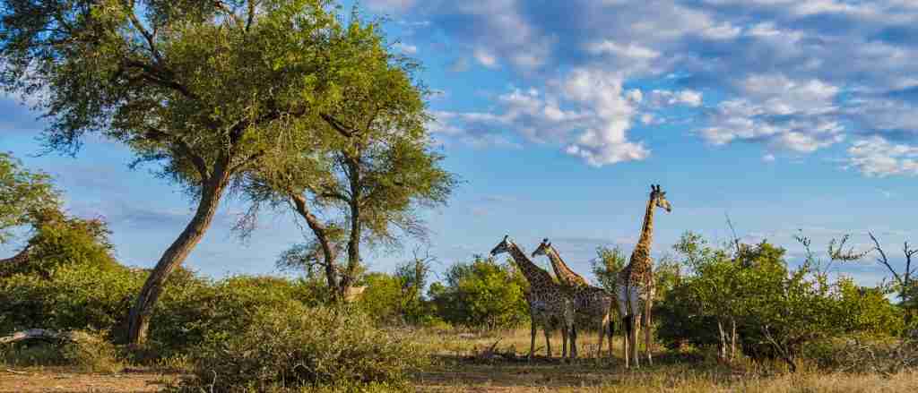 giraffe in the bush of kruger national park south 2022 08 31 04 29 37 utc