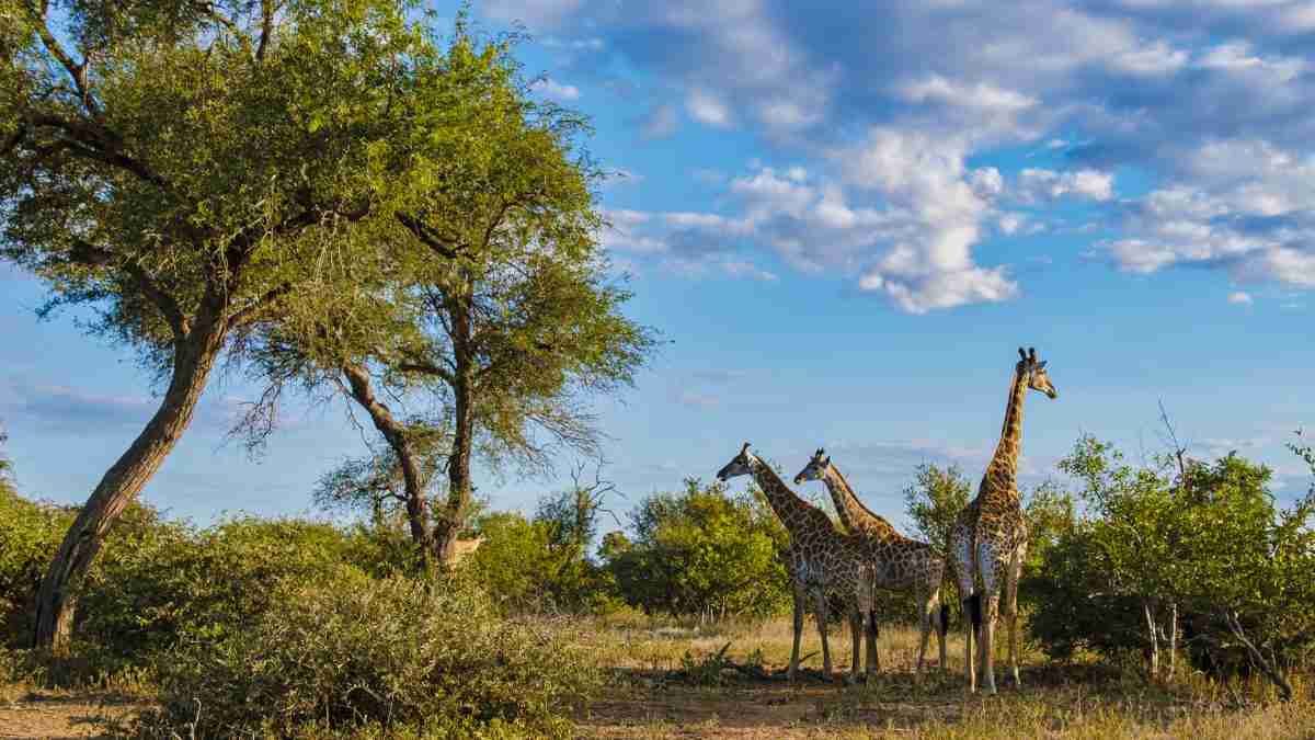 A Guide To African Safari Vacations